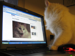 Photo of a cat using a computer